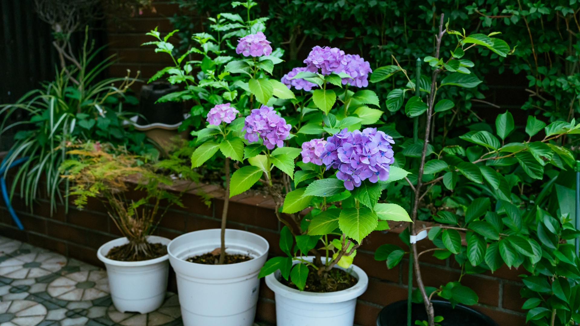 鉢植えの紫陽花