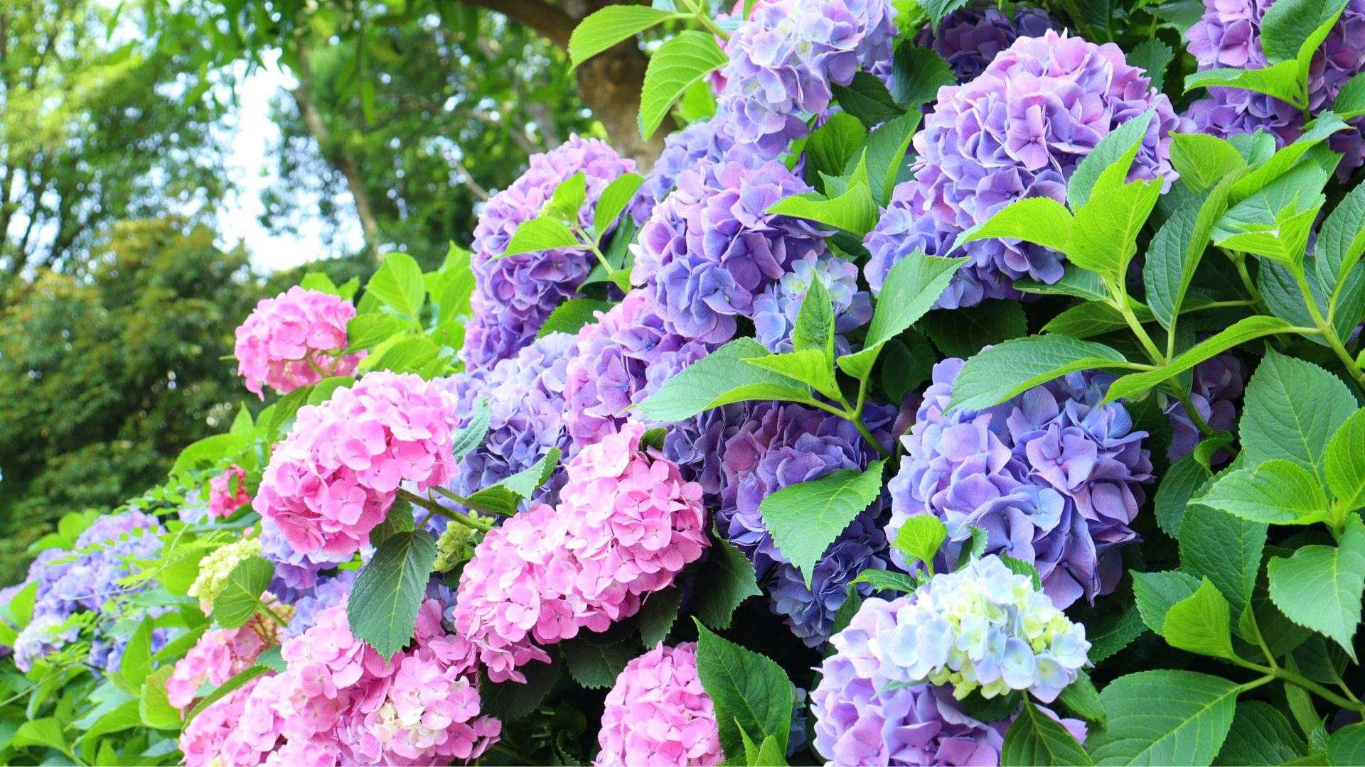紫陽花の写真