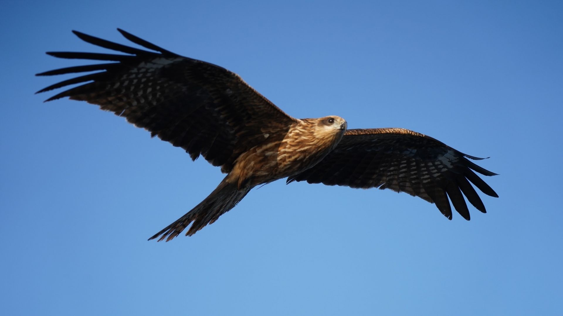 鷲(ワシ)と鷹(タカ)の違いは?見分け方と特徴、鳶(トンビ)やコンドルも解説! | ハルノヒ − 私のままで、軽やかに暮らす。