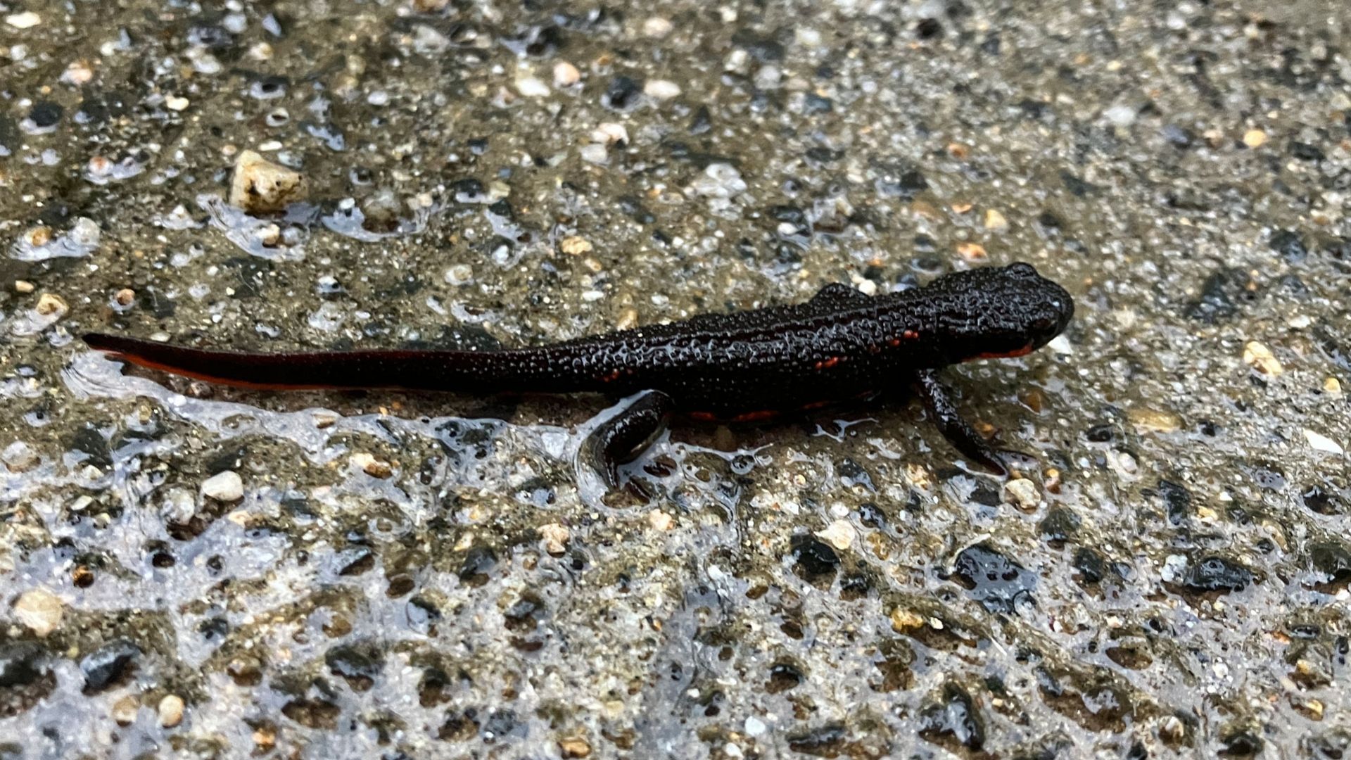 【写真で解説】ヤモリとイモリの違いは?見分け方 | ハルノヒ − 私のままで、軽やかに暮らす。
