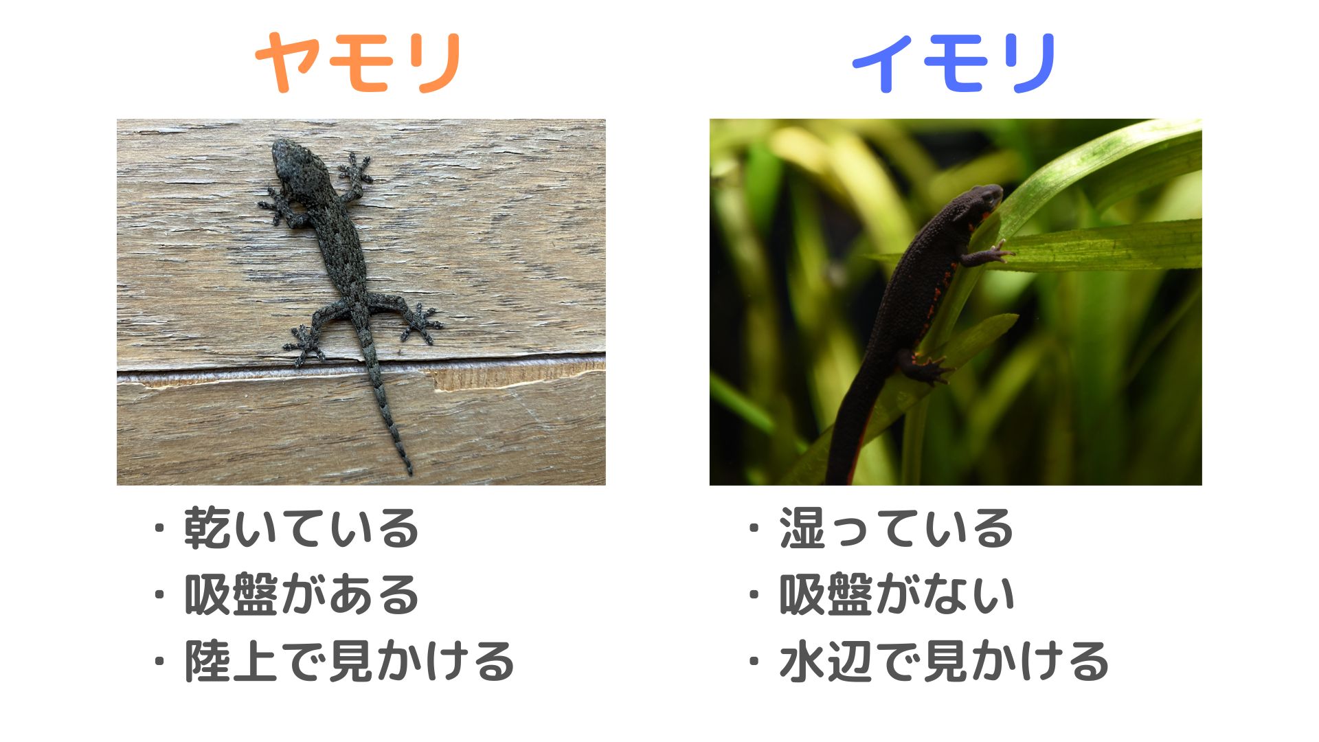 【写真で解説】ヤモリとイモリの違いは?見分け方 | ハルノヒ − 私のままで、軽やかに暮らす。