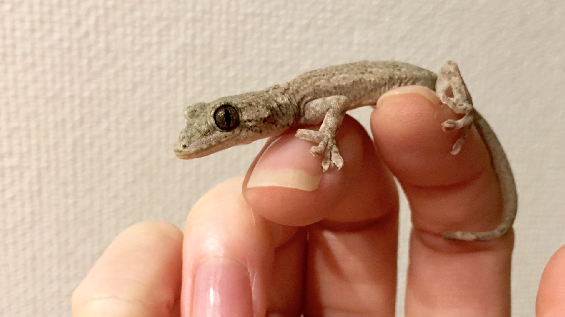 【写真で解説】ヤモリとイモリの違いは？見分け方 | ハルノヒ − 私のままで、軽やかに暮らす。