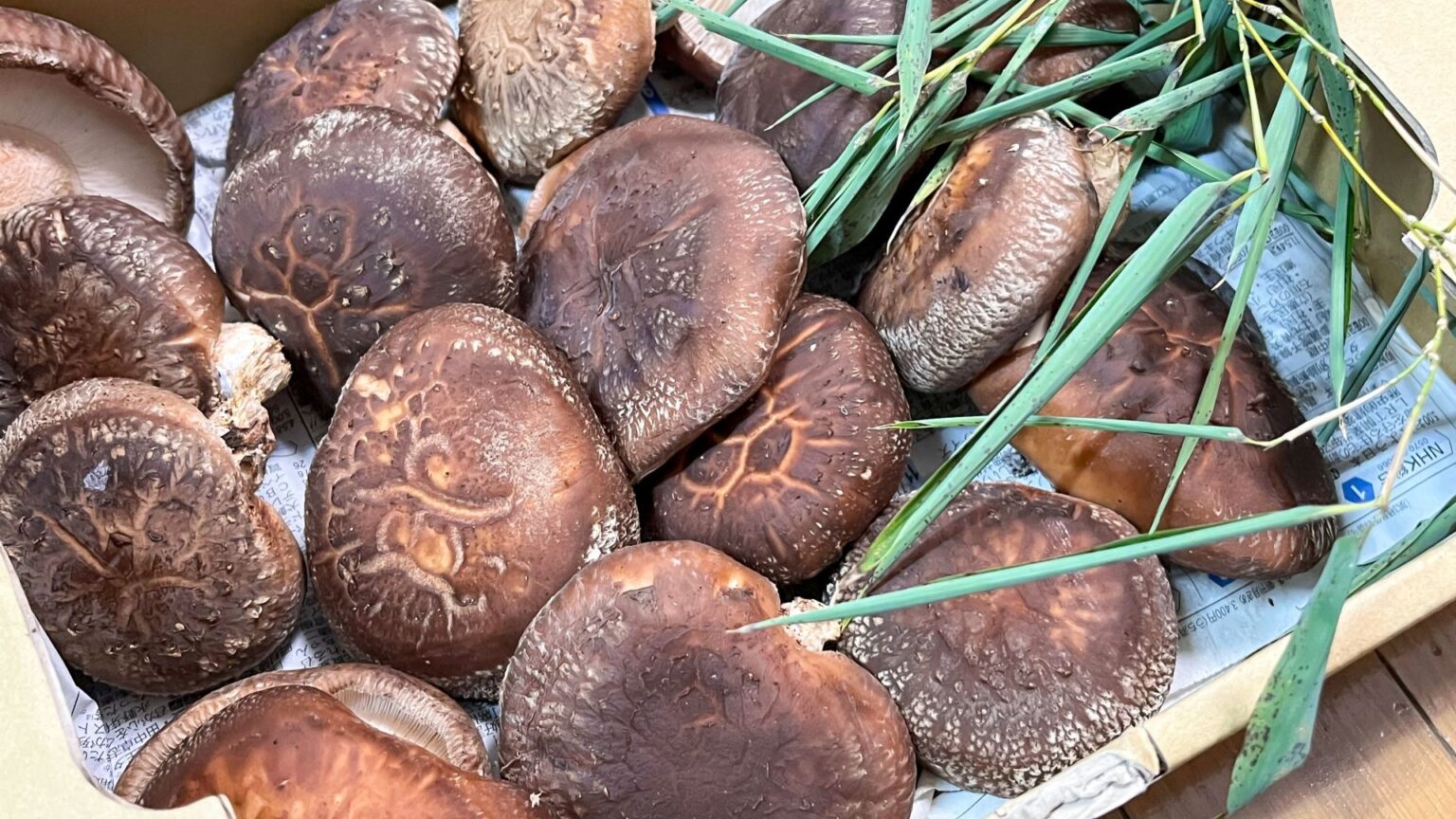 食用きのこの種類一覧!味や特徴を解説 | ハルノヒ − 私のままで、軽やかに暮らす。