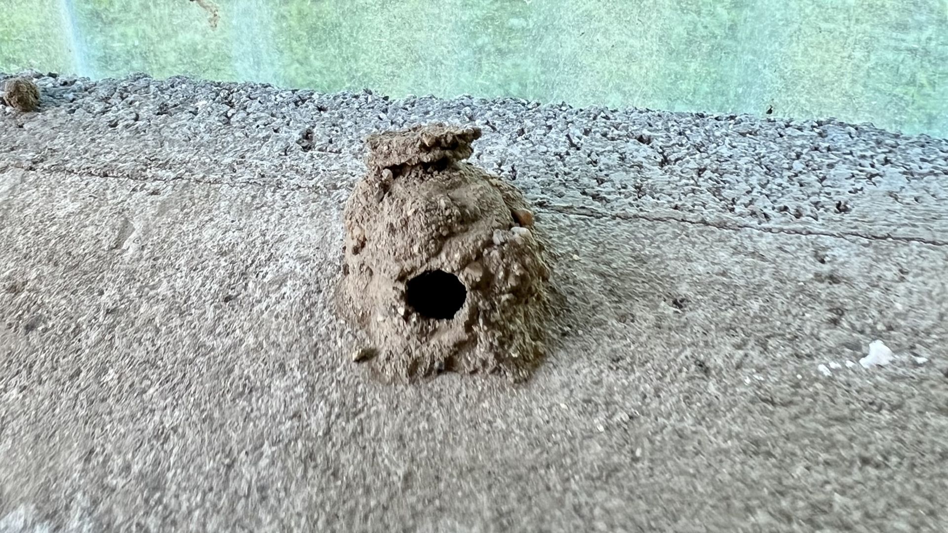 ドロバチの巣は縁起いい?駆除の方法や危険性も解説 | ハルノヒ − 私のままで、軽やかに暮らす。