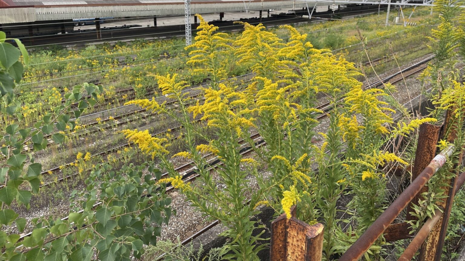 ブタクサとは?名前の由来は?時期や特徴、花粉アレルギーの症状も | ハルノヒ − 私のままで、軽やかに暮らす。