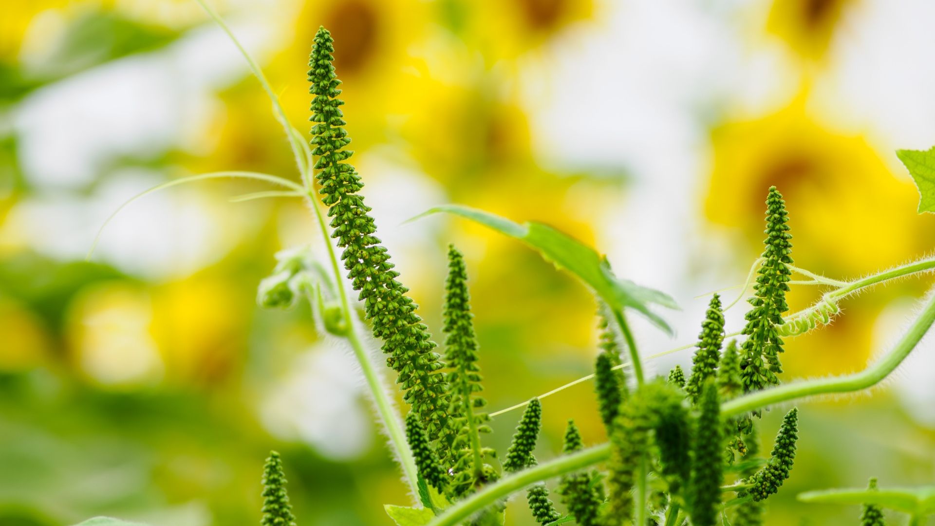 ブタクサとは?名前の由来は?時期や特徴、花粉アレルギーの症状も | ハルノヒ − 私のままで、軽やかに暮らす。