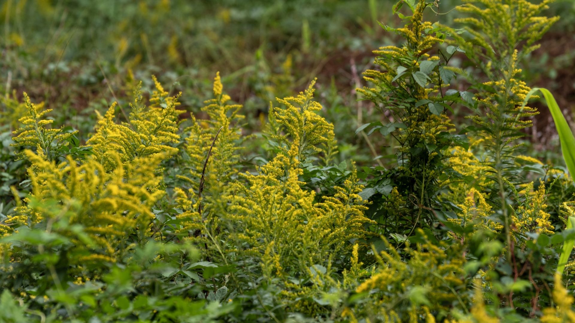 ブタクサとは?名前の由来は?時期や特徴、花粉アレルギーの症状も | ハルノヒ − 私のままで、軽やかに暮らす。