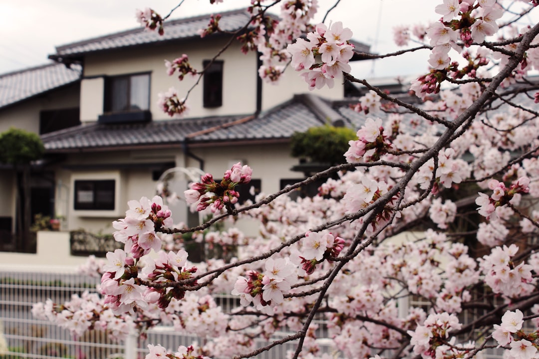 a tree with pink flowers in front of a house