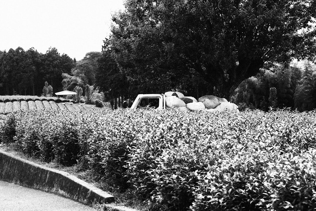 Truck parked in a lush green tea plantation.