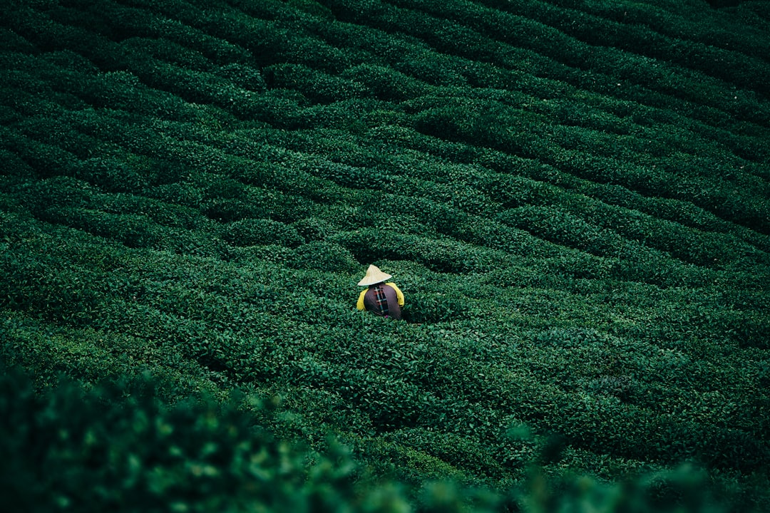 A person works amidst a verdant tea plantation.